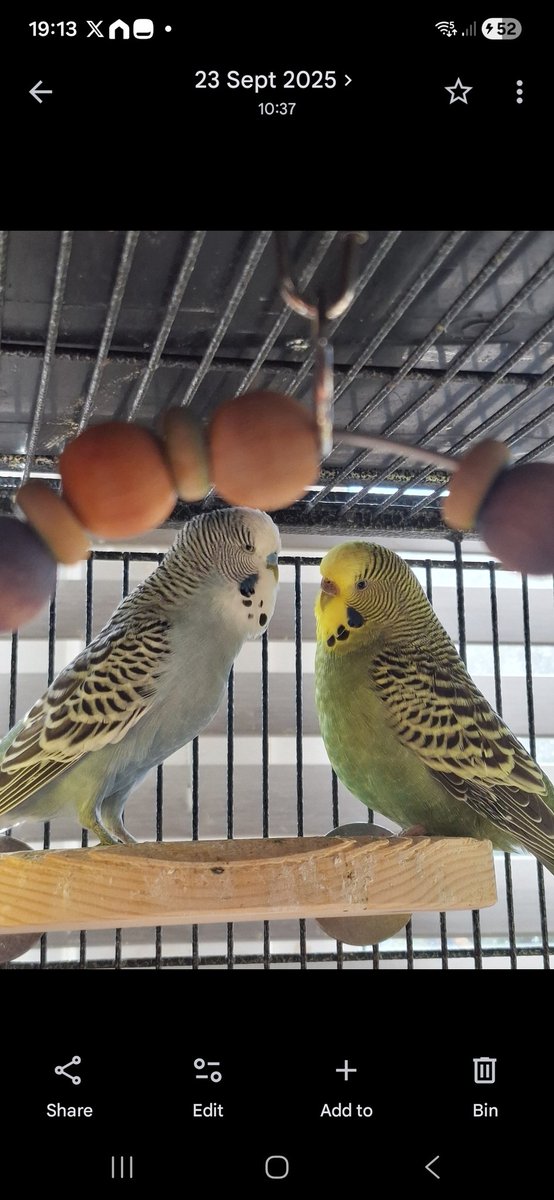 sweetie tweety birds🤩🐤🐥🐦🐦😍🥰 tweet media