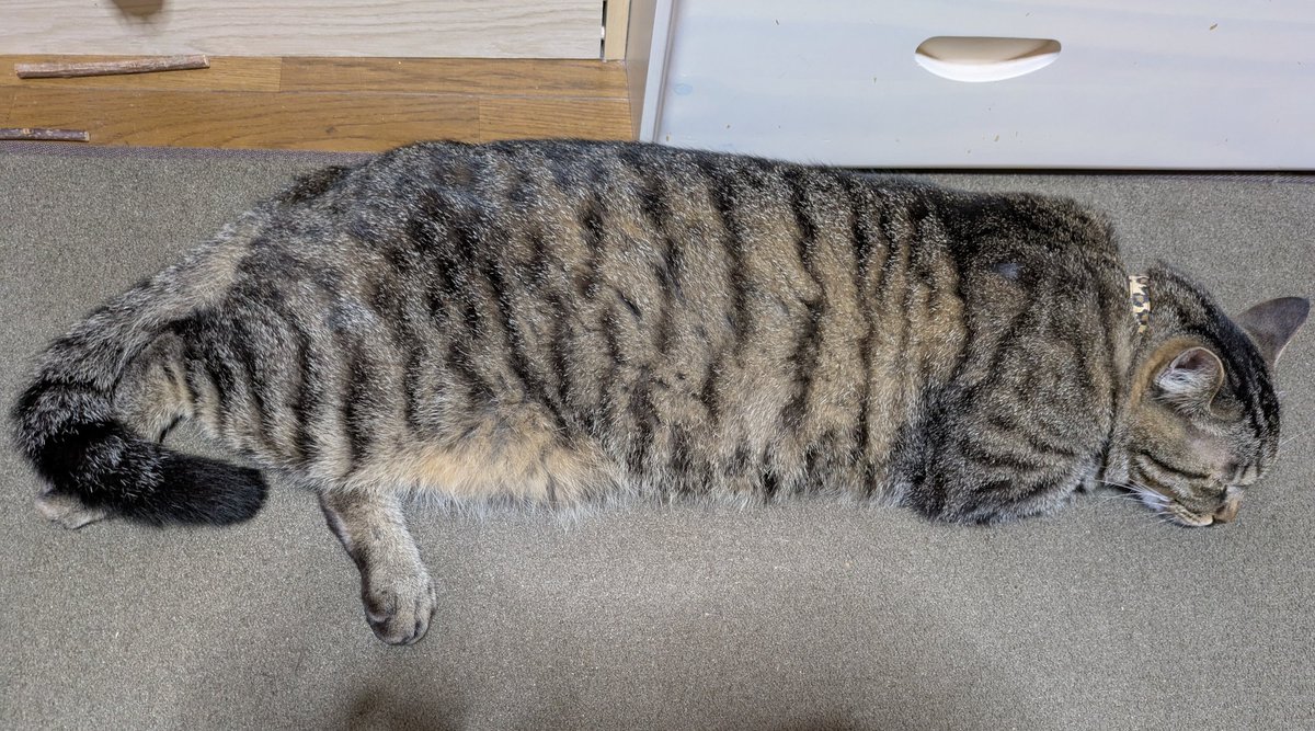 silvertabby14's tweet photo. おやすみニャさい💤 https://t.co/1zTLC2ZZKk