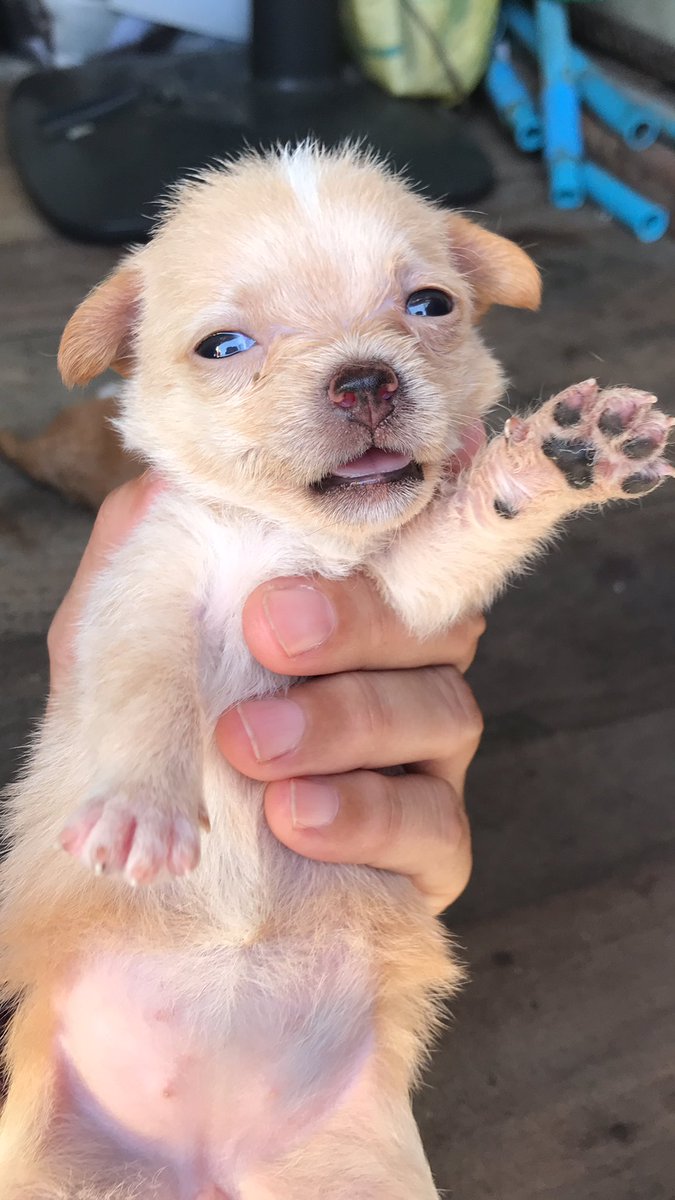 nnpDD's tweet photo. 🐶 
#dog #cute #doglover https://t.co/gEABNKBs0N