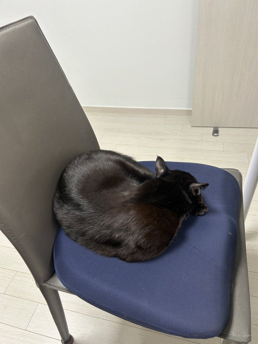 깜고 루이🐈⬛ tweet media