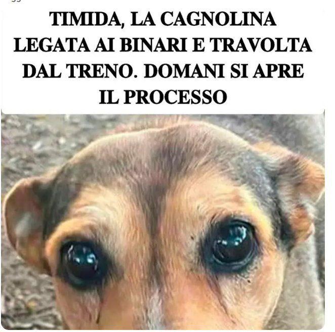 Qua la Zampa tweet media