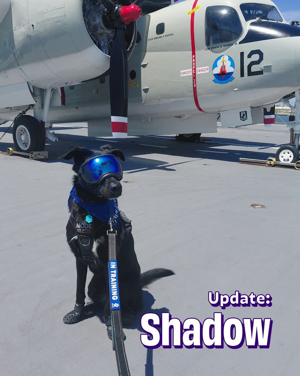 Joybound People & Pets tweet media