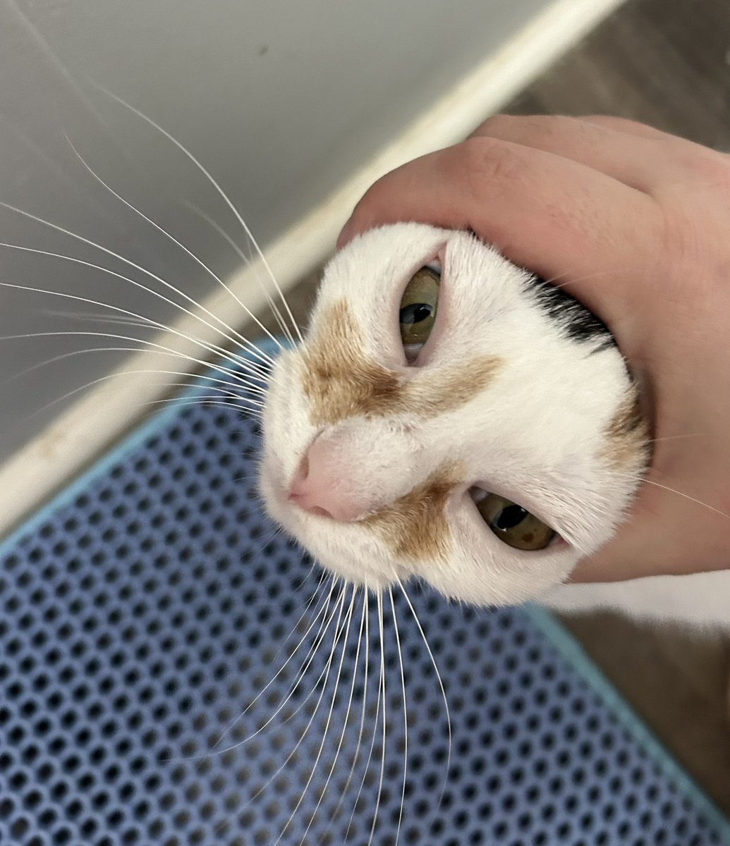 oreoeocat's tweet photo. https://t.co/FHFwr6LRGO