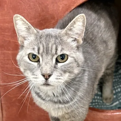 sachikoko's tweet photo. 👉🏽SENIOR ALERT🙏🏽PLZ SHARE
💙Sweet 8YO #Senior Gray #Tabby Kitty "PAW HOLLYWOOD"💙
📣Needs A Loving🏡#FureverHome🏡
▶️https://t.co/HUMCawicZn
🙏🏽#AdoptDontShop #AdoptASeniorCat
#SanFrancisco, #CA #BayArea
@sfspca #RehomeHour #US #CATS
👉🏽#FIV+ Cats Can Live A Long Healthy Life https://t.co/aXP1MctJL2
