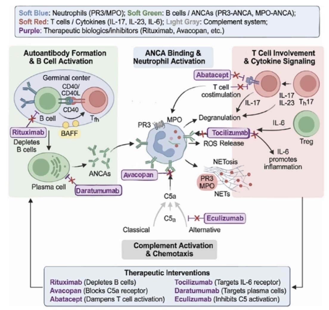 Abdelhamed6261's tweet photo. Targeted Therapy for ANCA Associated Vasculitis: Where Have We Been? https://t.co/OXM1iJ8HQD