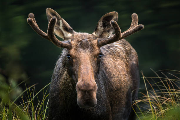 sharkincrisis's tweet photo. JUST IN‼️‼️

People are coming forward to testify that Moose (@mooseincrisis)is now a drunk. He has been found intoxicated in several occasions in the recent days. 

Someone should help that animal before he harms himself. https://t.co/qTYpWoaxQM