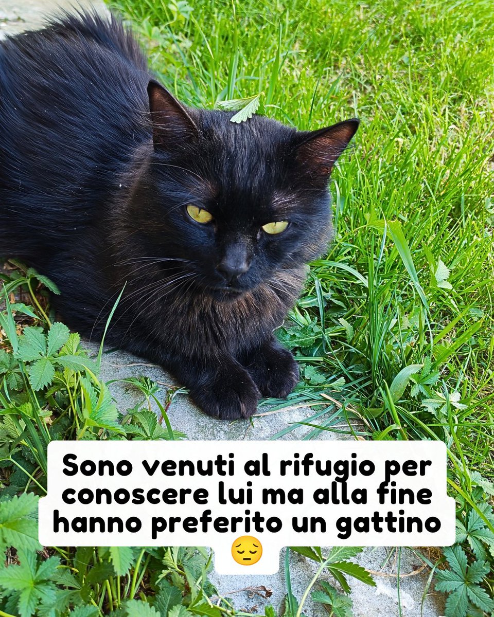 PetsProof's tweet photo. WhatsApp 339 6822853

Rufus è un gatto recuperato in aperta campagna, solo e visibilmente sofferente. In clinica, la diagnosi è stata chiara: panleucopenia.

Per fortuna, grazie alle cure, oggi Rufus è guarito al 100% non ci rimane che trovargli una buona famiglia #adozionegatto https://t.co/p9VNPWzVok