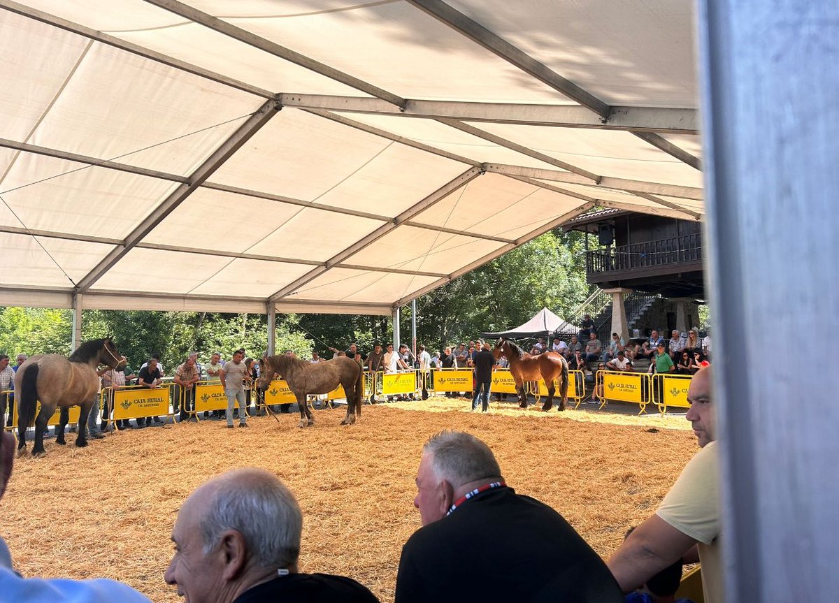 pp_morcin's tweet photo. 🐴 Desde el 🅿️🅿️ de #Riosa, #Morcín y #LaRibera queremos felicitar a todos los participantes y ganaderos del XVI Certamen Regional de Ganado Equino celebrado en Santa Eulalia de Morcín.
Seguiremos al lado del sector primario, defendiendo el futuro del medio rural
#PPAsturias https://t.co/0kbcY5y5m9