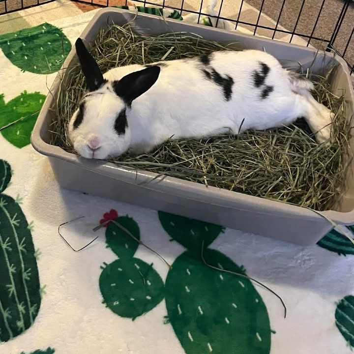 House Rabbit Society tweet media