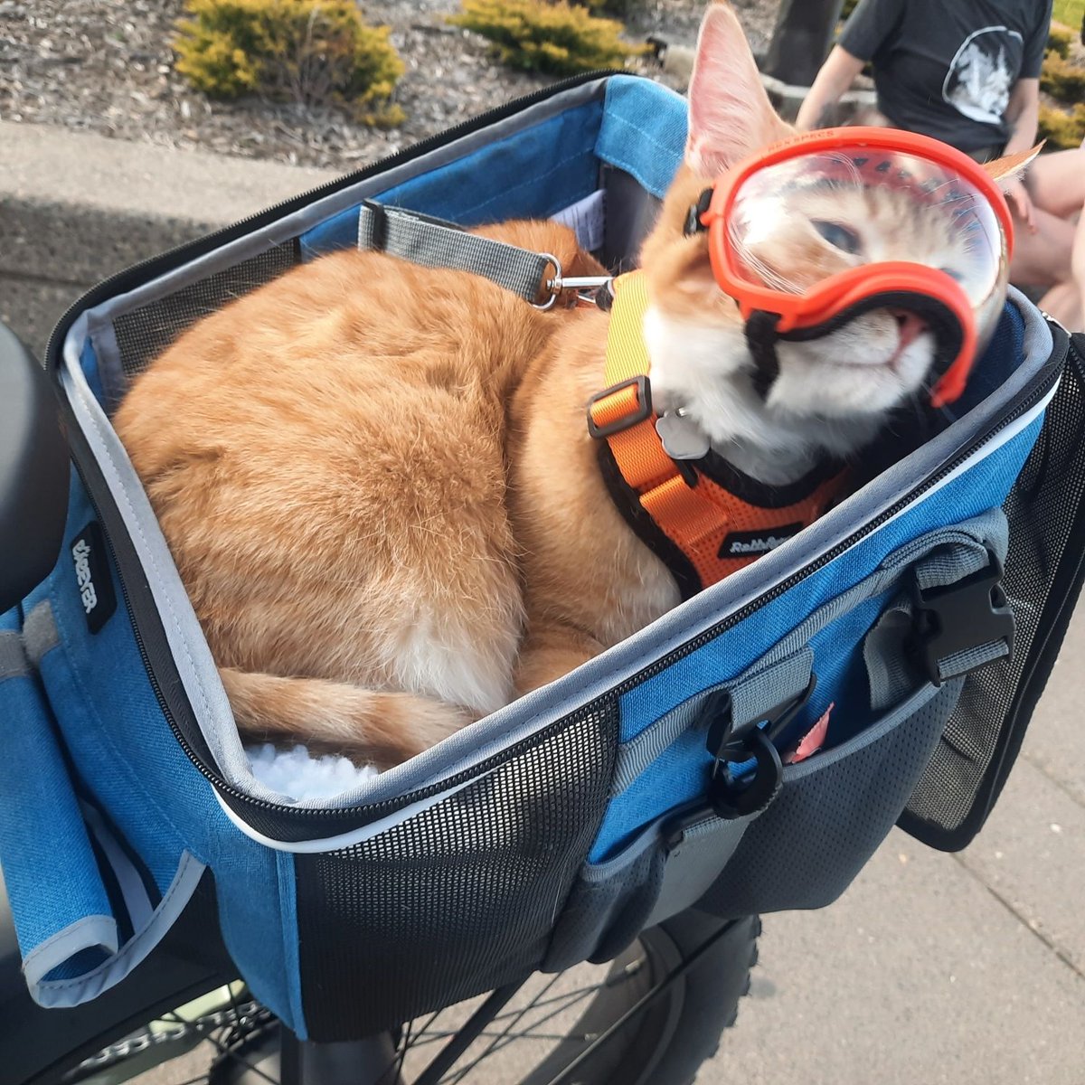 WedgeLIVE's tweet photo. Cat spotted by Lake Harriet yesterday wears goggles while riding in the bike basket because getting debris in your eyes at high speed is no fun. https://t.co/JyDKxn84DE
