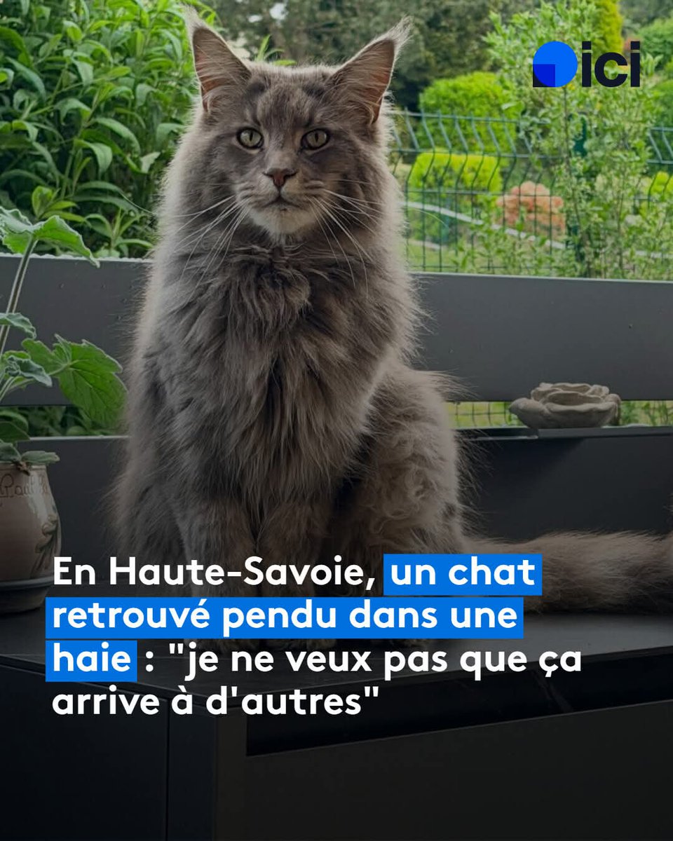 Adea Claude tweet media