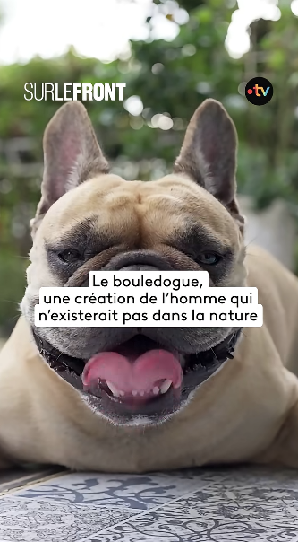 NonHumain's tweet photo. Ce soir sur #FranceTV
"#SurLeFront"
D'oĂč viennent les chiens Ă la mode ?
Toutes les races de chiens ont été créées par l'homme.
https://t.co/KPw5HcoFyZ https://t.co/oumq7kIR6J