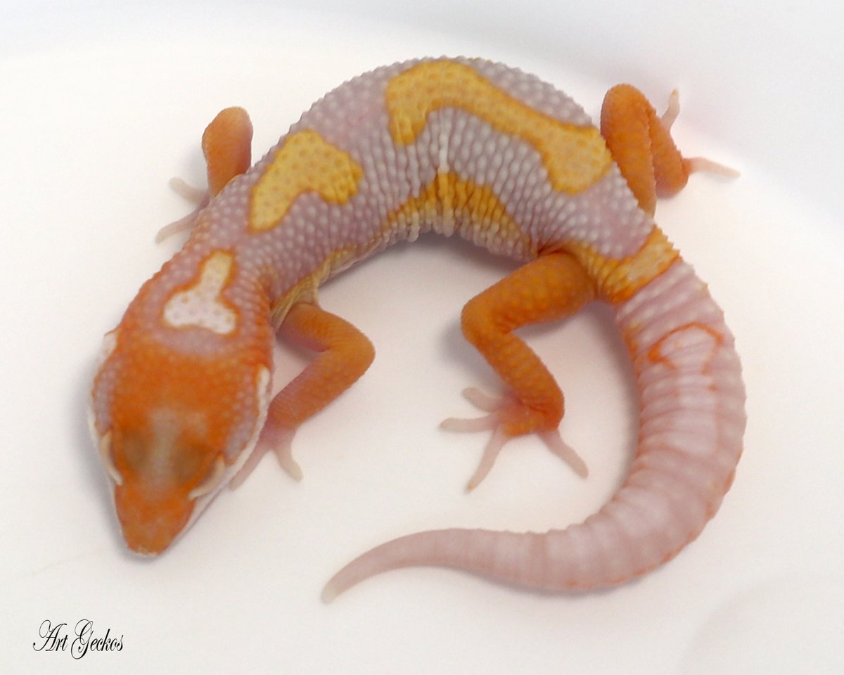 MorphMarket's tweet photo. High-Contrast Bold Stripe Tangerine Tremper Leopard Gecko by Art Geckos 
 
https://t.co/aZ4sbJzNgD https://t.co/EDgDDicQTv