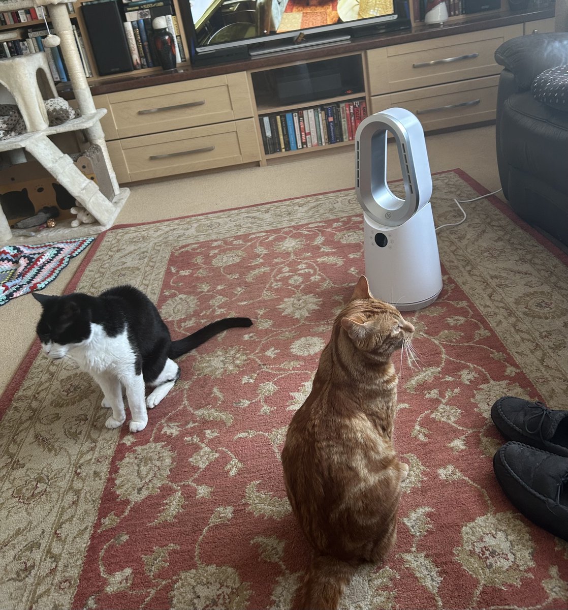 D.V. Catt tweet media