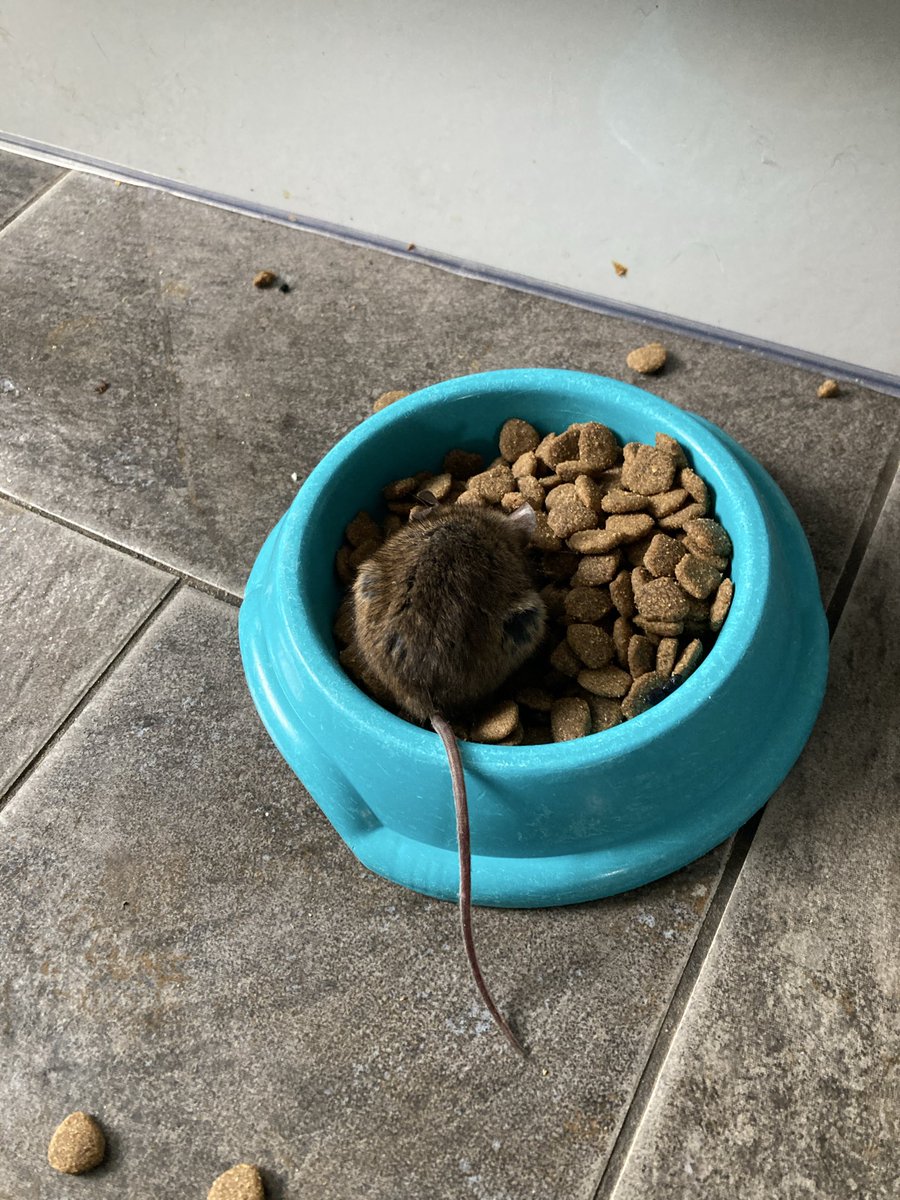Faymwilliams's tweet photo. @HaziKat Left mine in the food bowl. Mum didn’t like this either! #hardtoplease https://t.co/8XCn4r7CXb