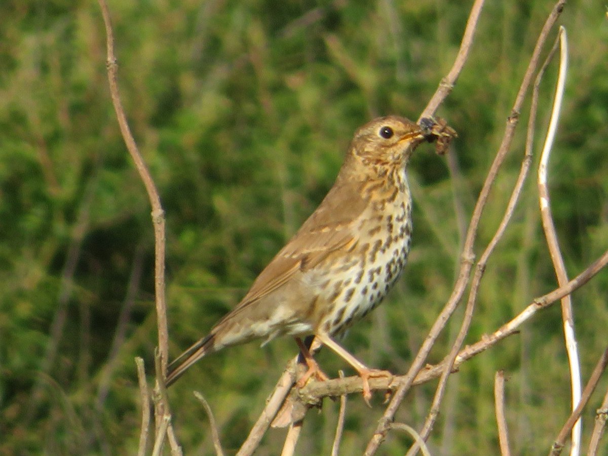 AlasdairGordon1's tweet photo. .@NorthCornwallNT @CBWPS1 @Natures_Voice @BTO_Cornwall @Britnatureguide @BBCSpotlight @ILoveCornwallUK  Song thrush collecting food for its chick's of the path between Pentire Haven and Pentire Farm. Polzeath, North Cornwall. #SongThrush #Thrush #birds #Cornwall https://t.co/047GgqFgFz
