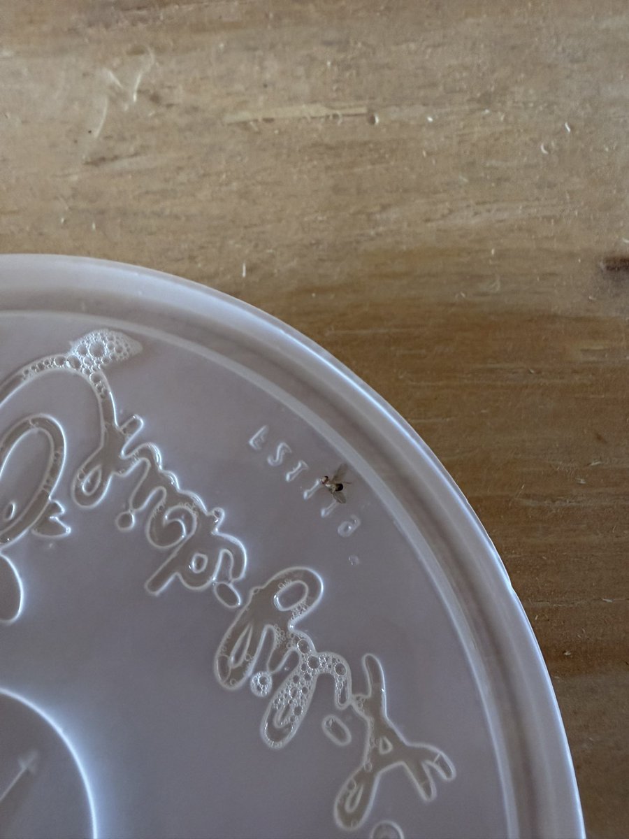 TeamSixFFL's tweet photo. @ChickfilA is your sweet tea made with gnats now? https://t.co/h5thHSMLCp