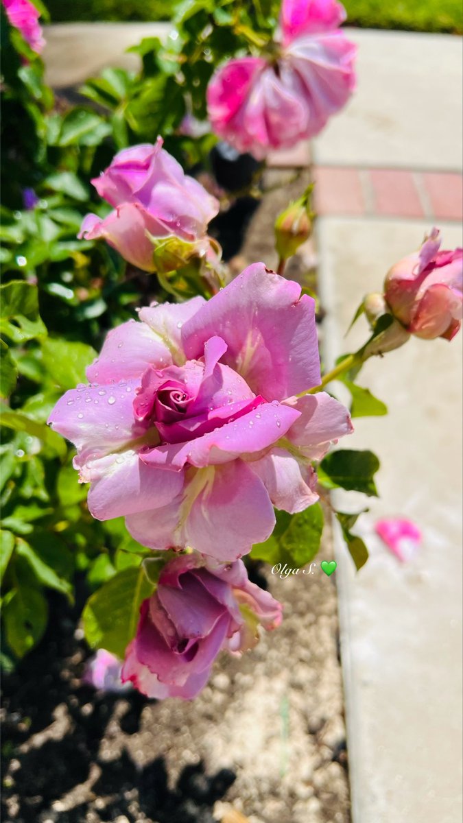✪lga🌷💕🌟 tweet media