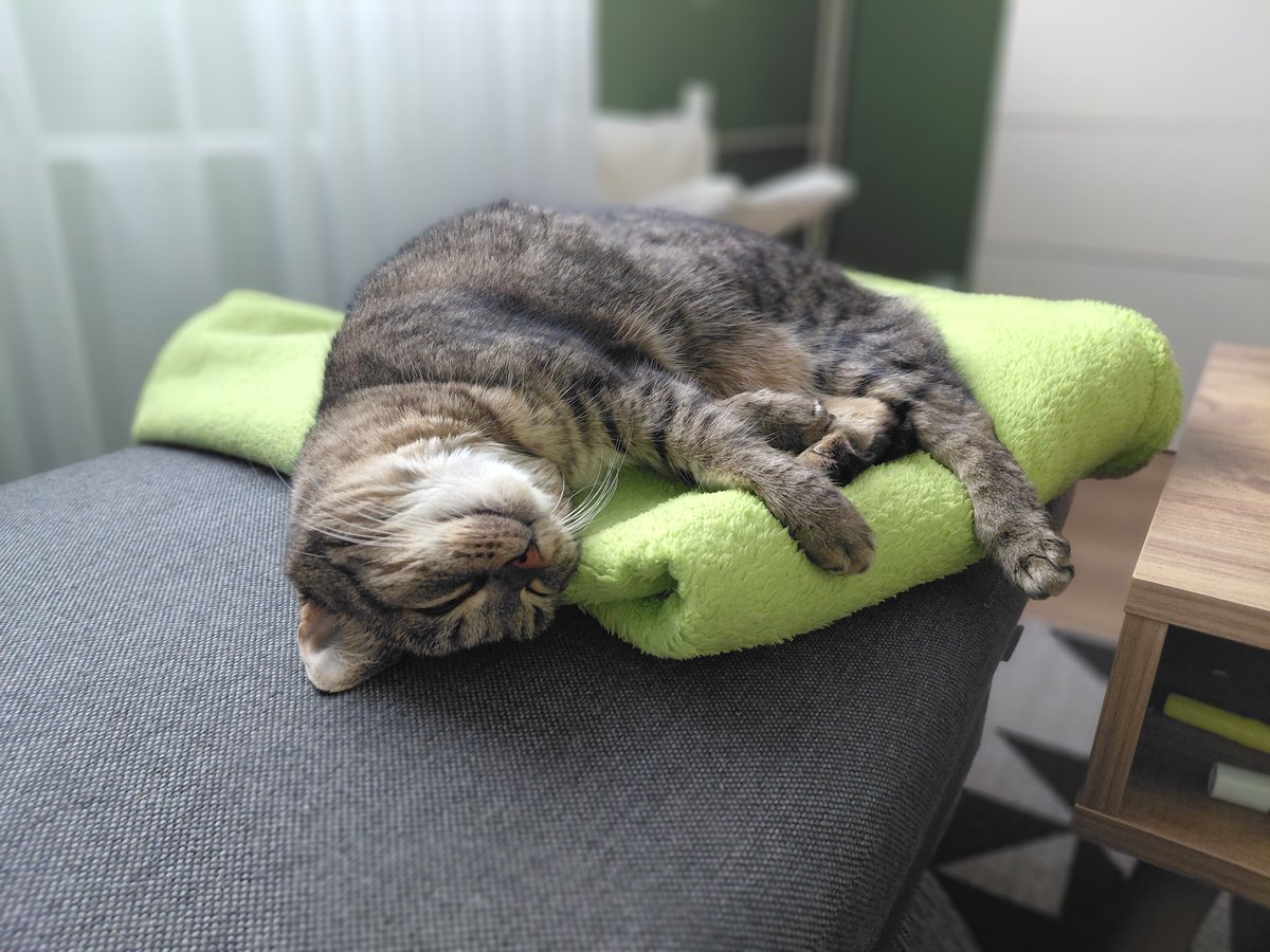 _Adela_Ch's tweet photo. @roundthefurr Hildegard --> Pipi https://t.co/2ncUN8qPey