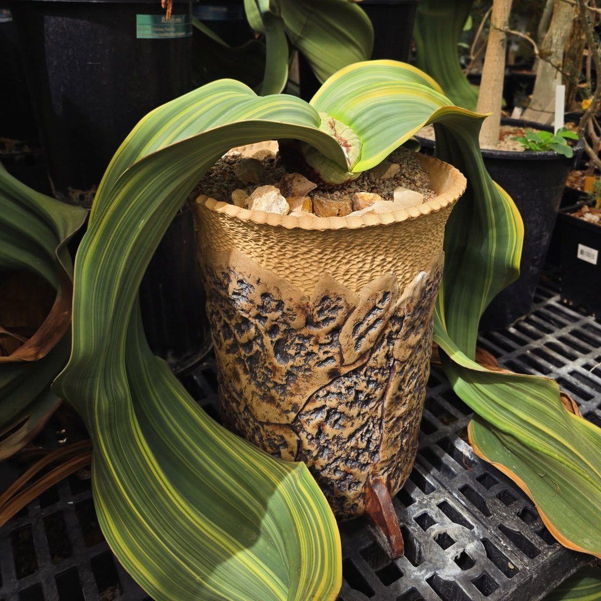 MunchTime22's tweet photo. @AMAZlNGNATURE This plant has been alive since the Roman Empire and it only has two leaves. Absolute alien behavior. Welwitschia Mirabilis🦖🌱 https://t.co/BtuBhrvI4o