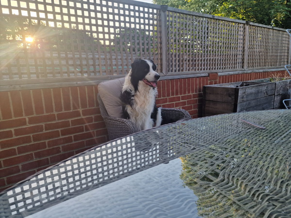 BorderEnigma's tweet photo. A lovely evening with the humans in the garden. https://t.co/QXoZveFR6f