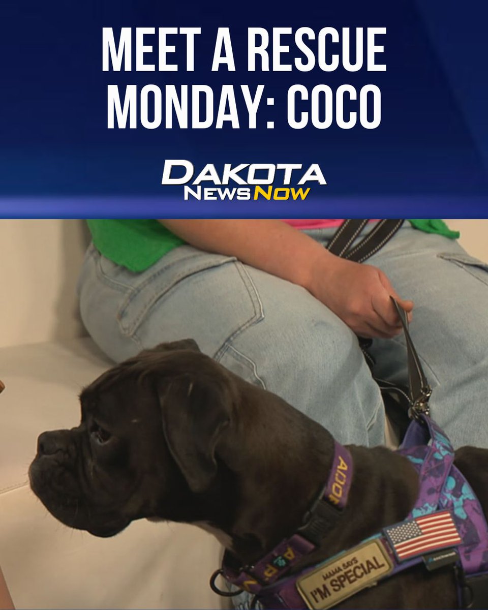 dakotanews_now's tweet photo. The second star for this week’s Meet a Rescue Monday is Coco from 605 Boxer Rescue! 

Story >> https://t.co/sNvjjvwej4 https://t.co/I2MMHhzZIr