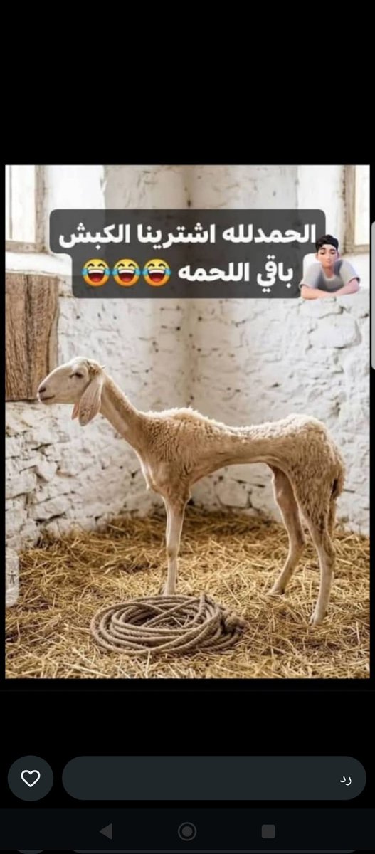 هند🦋 tweet media