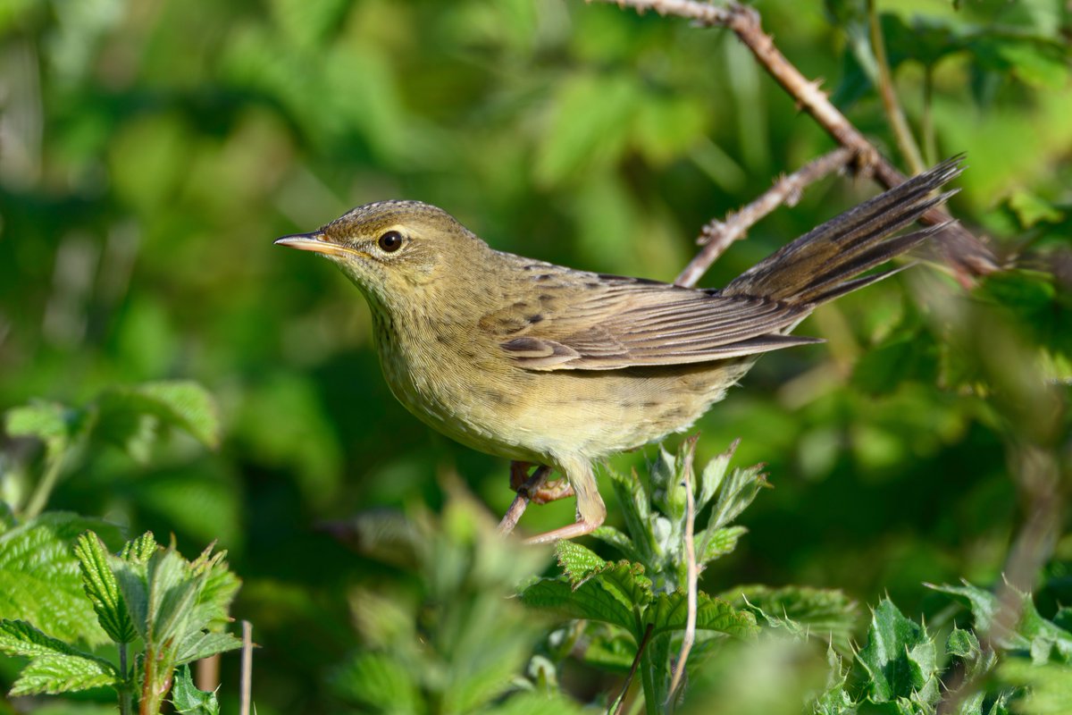 Zipolly's tweet photo. Gropper , Whitley Bay 25th May https://t.co/5nLq79IrQi