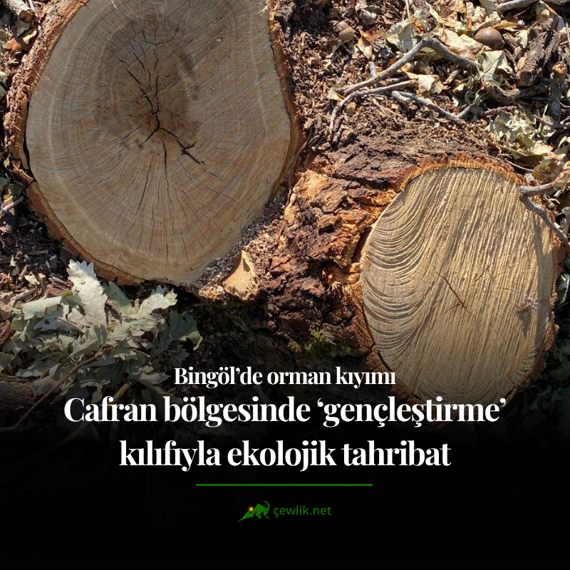 cewliknet's tweet photo. #ÖZELHABER

Bingöl Cafran’da "gençleştirme" adı altında 2 bin 923 metreküp ağaç kesilecek!

Köy muhtarlığı "heyelan ve su kaybı riski var" diyerek resmi iptal başvurusu yaptı. 

Köylüler ise orman idaresini usulsüzlük ve kayırmacılıkla suçluyor.

Resmi belgeler, tutanaklar ve ekolojik tahribatın tüm perde arkası özel haberimizde👇 

https://t.co/sPn2RNvOJL