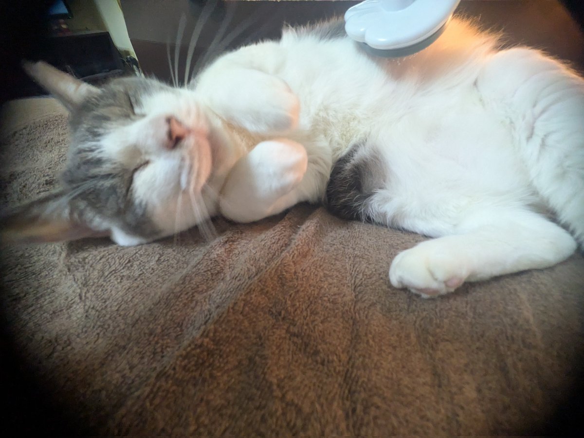 sunsetpig218's tweet photo. #猫かわいい
撫でてもらうまで枕から離れないニャンコ。 https://t.co/0wubQCFnyV