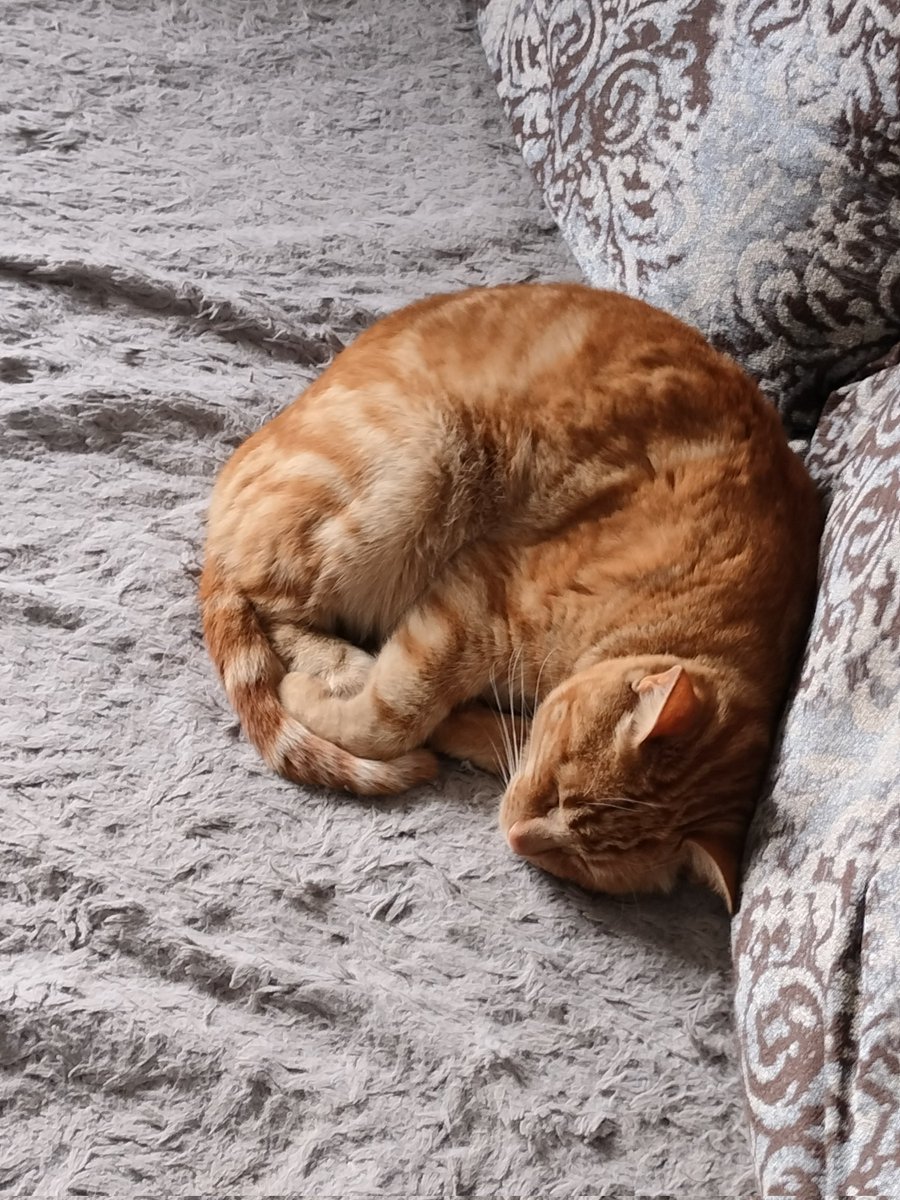 Котожижа tweet media