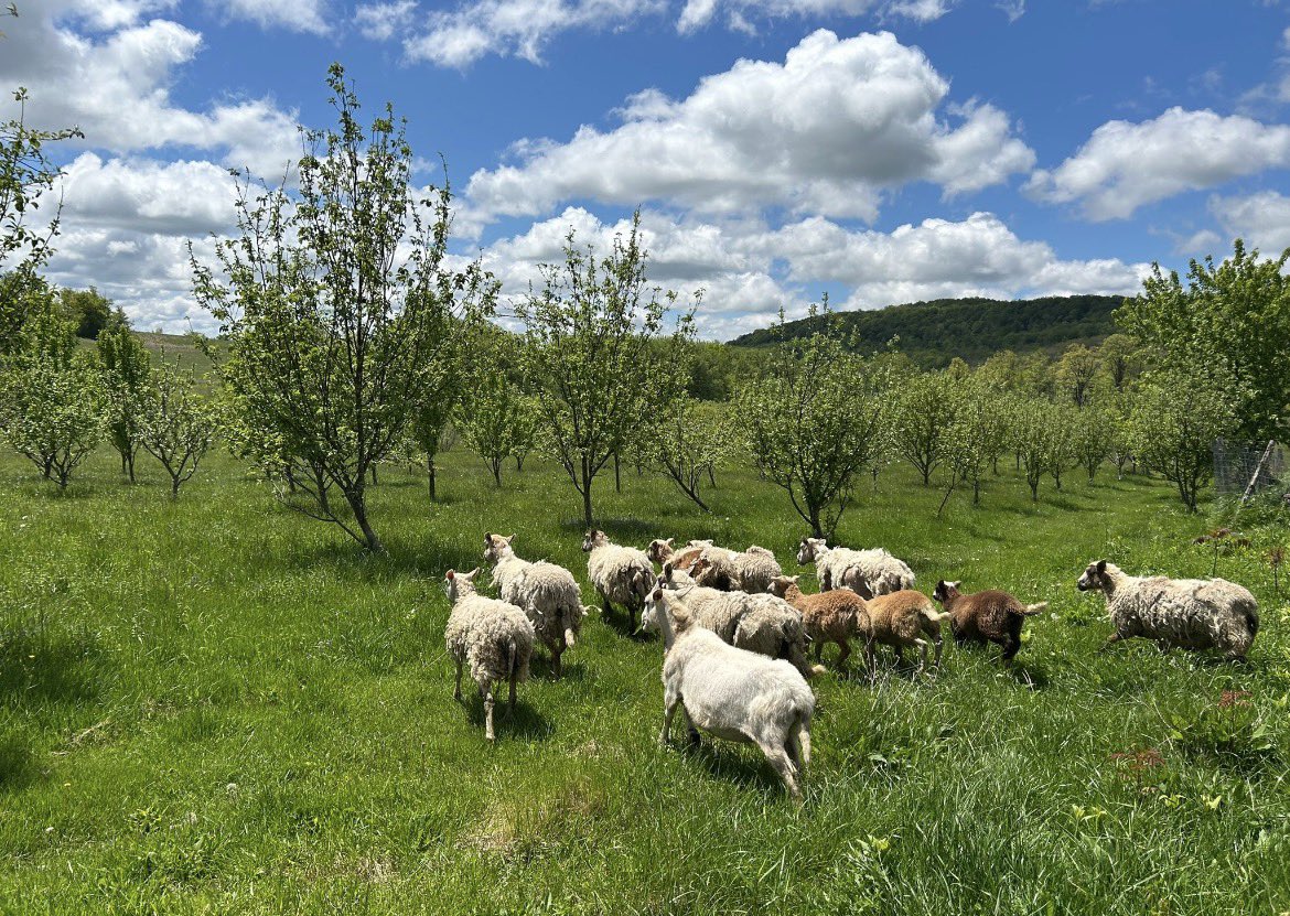 Michael Thomas of Sharon 🌳🌳🌳🐑🐕🏡 tweet media