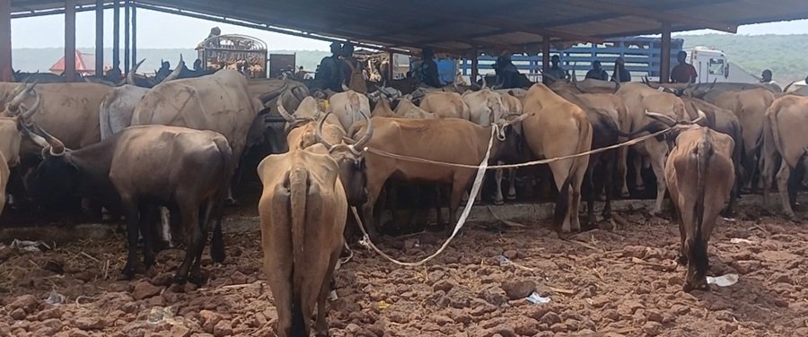Guineematin's tweet photo. ⭕️ Thiaguel Bori (Labé) : un bœuf vendu à plus de 18 millions de francs guinéens, un bélier jusqu’à 8 millions

Les détails 👉🏾 https://t.co/TZHOzpVb3I https://t.co/kv1Iv4FqHa