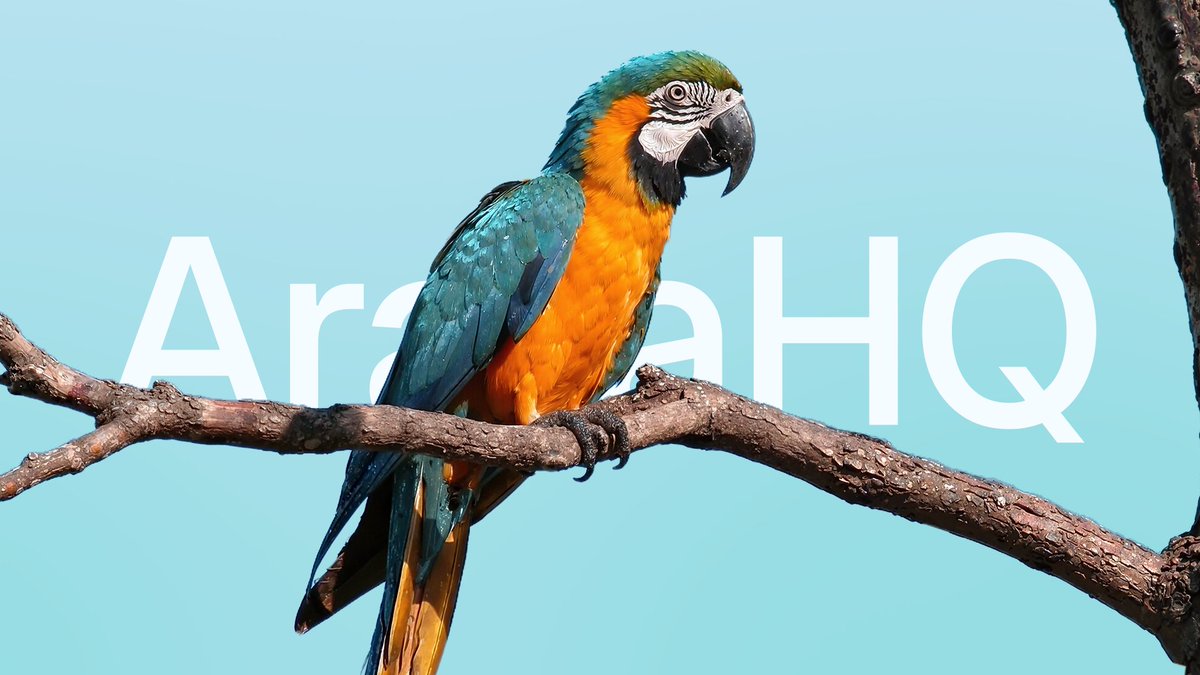 Micael Marques - ararahq.com tweet media