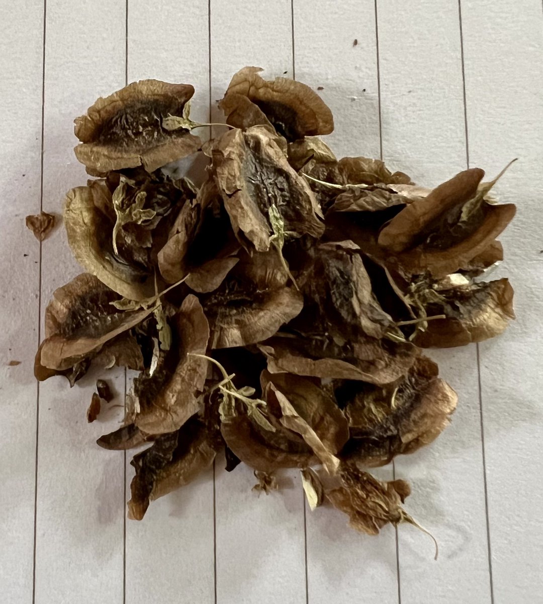 gotthecreamer's tweet photo. Planting a ton of #rhubarb today! I’ve collected a few varieties of #seeds from various Canadian sellers and a couple of baby crowns. I’m hoping to have a full 40’ row in a few years! 🌱🇨🇦 #growyourown #CanadaRed #Victoria #heirloom https://t.co/1Y2mH4k5Kb
