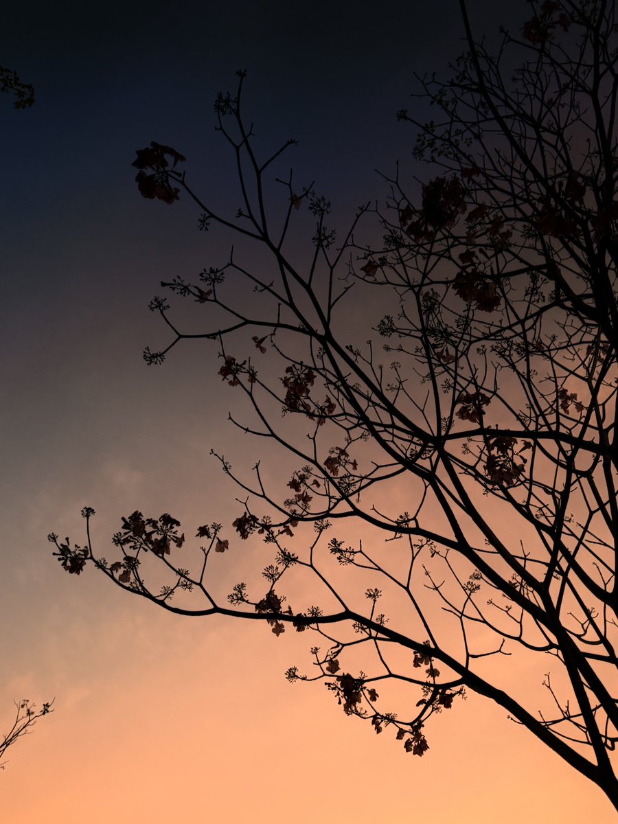 chonlakarnly's tweet photo. เหตุผลนึงที่ชอบไปวิ่งเพราะแสงสวยจริงๆสวนเบญ https://t.co/kHwXVmquf2