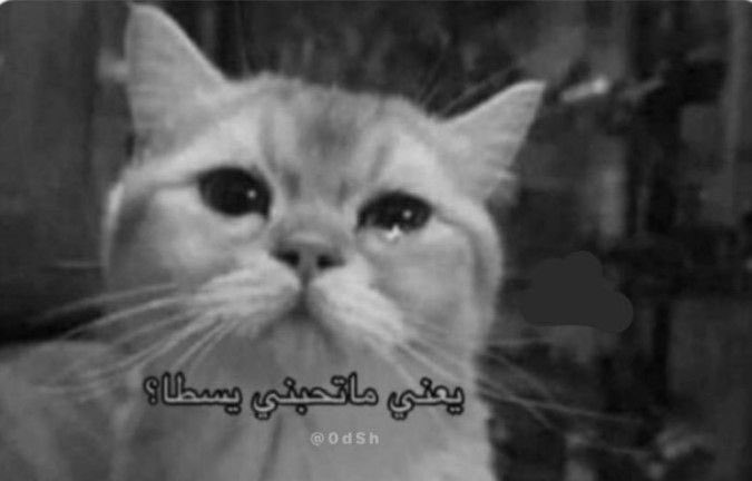 نجلاء🎀✨ tweet media