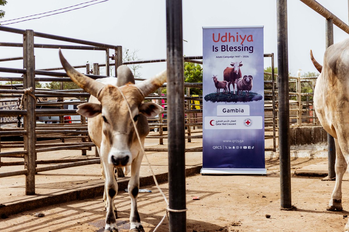 GambiaRedCross's tweet photo. As part of our humanitarian commitment during Eid al-Adha, we have successfully delivered 15 bulls to vulnerable communities across the country with the financial support of @QRCS.

This initiative aims to support families in need and promote dignity, solidarity, and compassion. https://t.co/mFUc4fYj1O