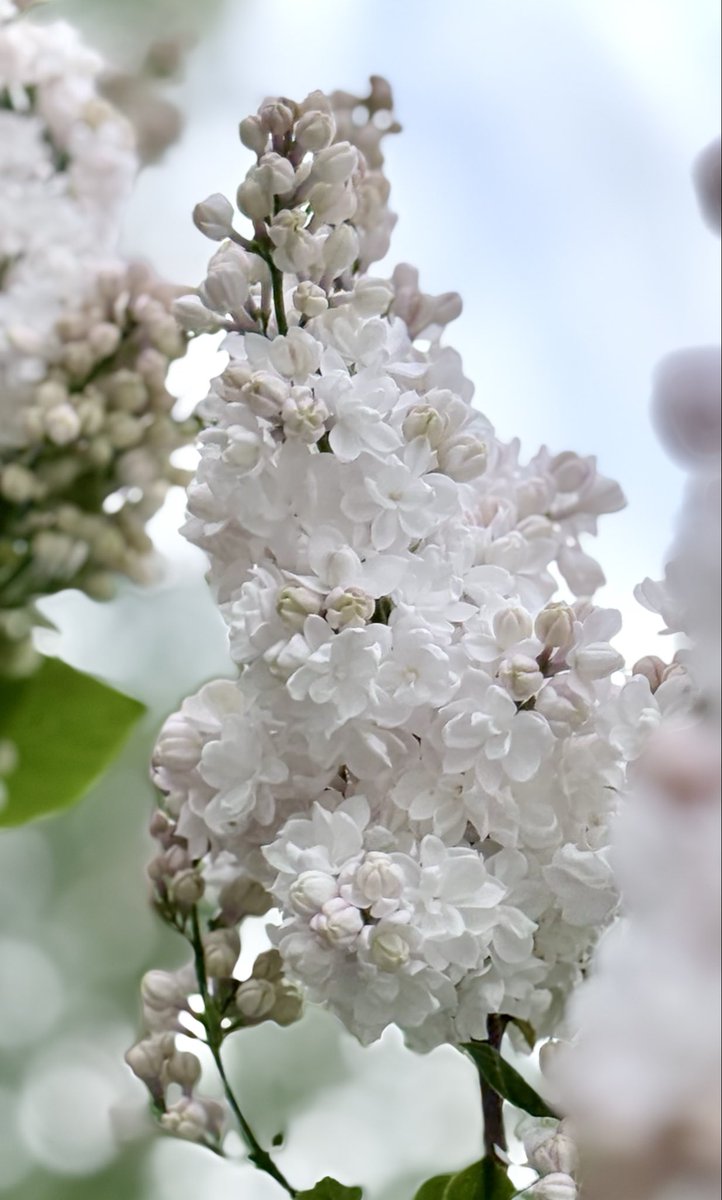 LK43317364's tweet photo. Ihastuttava syreeni ’Moskovan kaunotar’ 🍥🤍🍥🍃
#syringa #lilac https://t.co/IDtbJ4zZ4Z