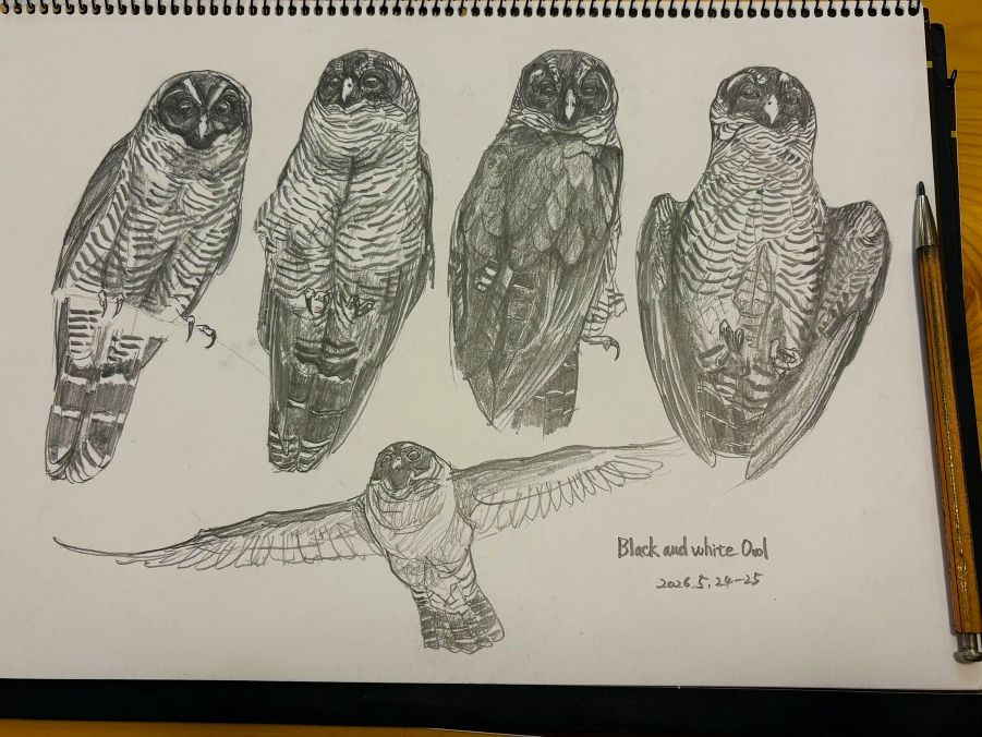 haiiromizunagi's tweet photo. いつもの所ⅠとⅡで #シロクロヒナフクロウ #blackAndWhiteOwl #Owl #Strix #Strigidae #Strigiformes を #大人の鉛筆 で #スケッチ #ドローイング 昨日の頁の続き。首を伸ばし、両羽を少し広げただけで結構手間がかかるものとなるのだが、思った以上に時間を消費した。次頁が何かは、明日のお楽しみ‥ https://t.co/De697ta19O