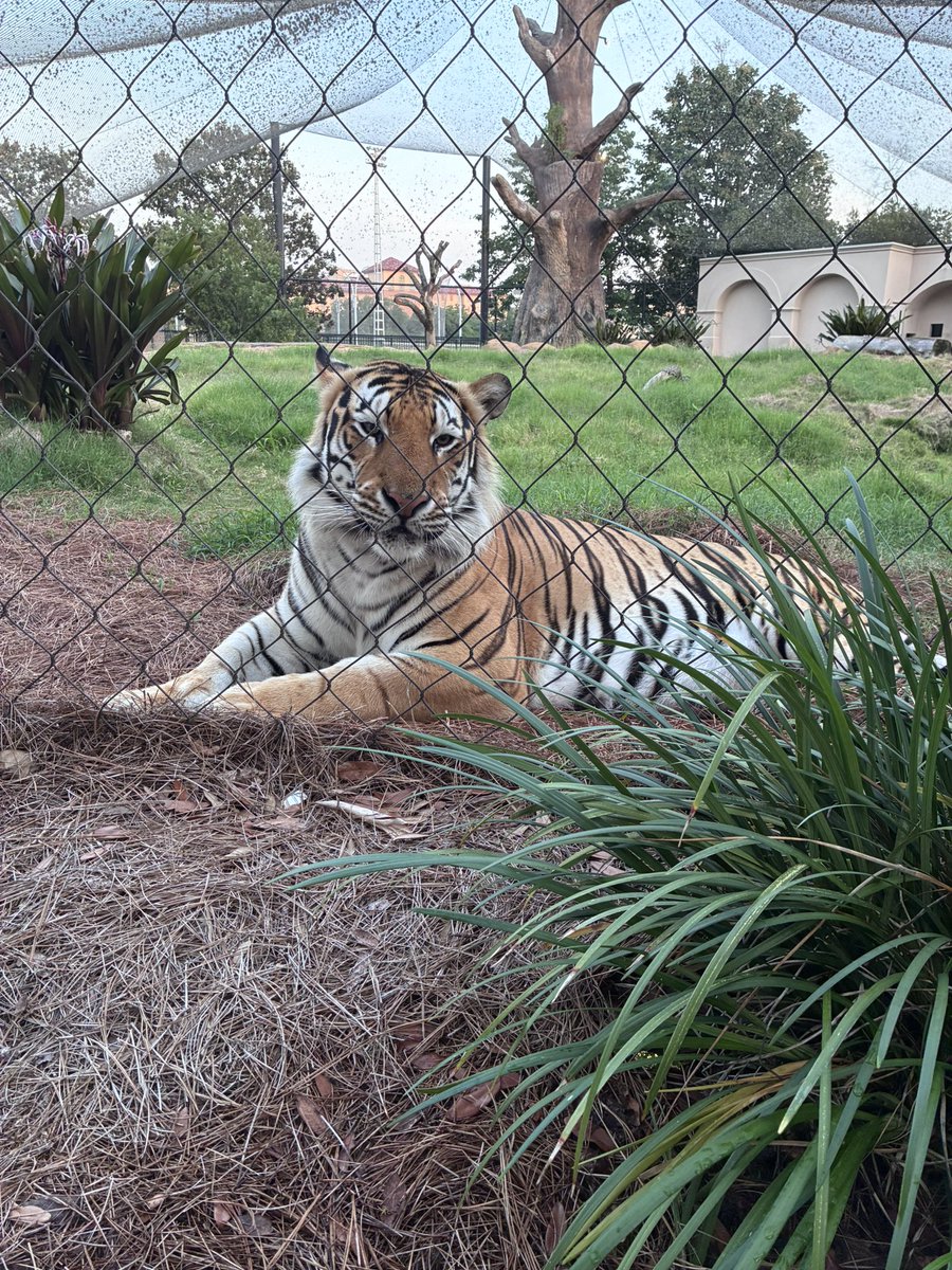 MikeTheTiger's tweet photo. Today is a day of remembrance and gratitude. Enjoy your time with family and friends, but take a moment to think about what this day represents. https://t.co/3e6m1IDrEr