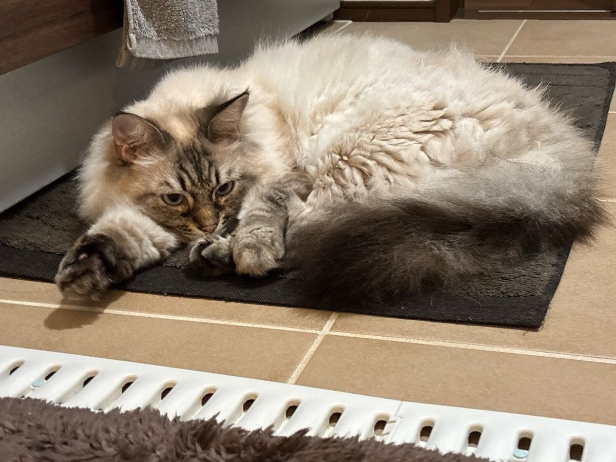 roma_eto_'s tweet photo. この３日間バタバタしていて
かまってあげれなかったから
お風呂の前で出待ち🐱に

ごめんね🙏
今日はゆっくり一緒に寝ようね https://t.co/i93qGsjVHu