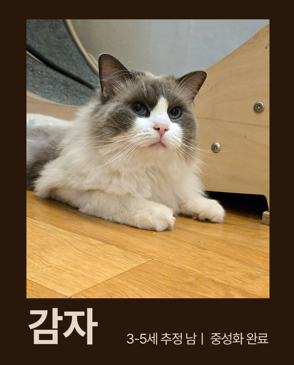 프레스탁! tweet media
