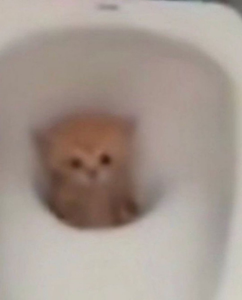 Punch Cat tweet media