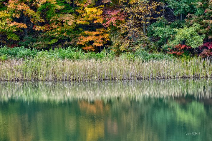 DFriend150's tweet photo. Art of the Day! "Cat tail plants reflections". Buy at: https://t.co/Utri8zqdFX https://t.co/RAhtn6Dq2T
