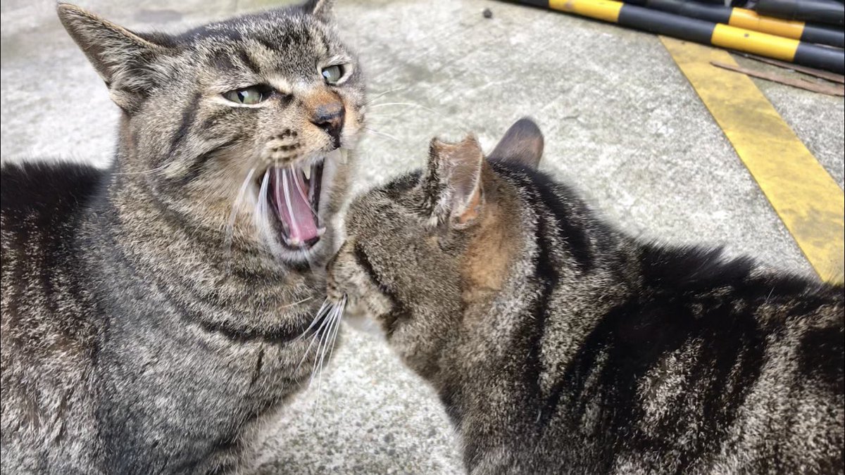 hkszl's tweet photo. 撮ってるのばれたあくび。 
#もう一度撮れと言われても撮れない写真 https://t.co/E0xjWNJk7z