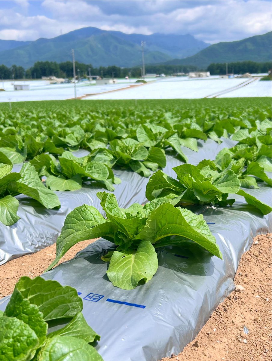ELScoltd's tweet photo. 野辺山周辺、八ヶ岳の麓に広がる高原野菜畑の景色が最高！
どこ行っても開放感と高原の空気がいいですね〜✨

基本的に坂の勾配は緩いので、走り方でゆるポタでもガツガツでも🙆‍♂️
繁農期は気をつけなきゃいけないけど、車通りも少ないので快適です🥬

#野辺山サイクリング 
#南牧村 https://t.co/oBxn6FYS8U