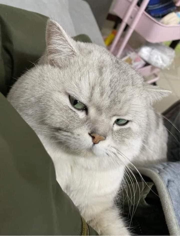 No Context Cats tweet media