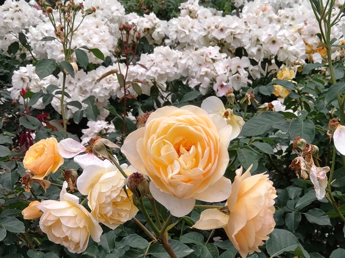SORA02952234's tweet photo. 休日は調布市の神代植物公園へ。

植物園に入る前に、果実屋珈琲でフルーツサンドやカツサンドなどを週種類買い込んで、緑あふれる植物園の中でランチ。

バラ園は様々な品種があり、華やかさは持続中。
白い花吹雪のような木は、近づいてみるとヤマボウシの白い花が満開。
#神代植物公園 https://t.co/l6EQhRV1YR