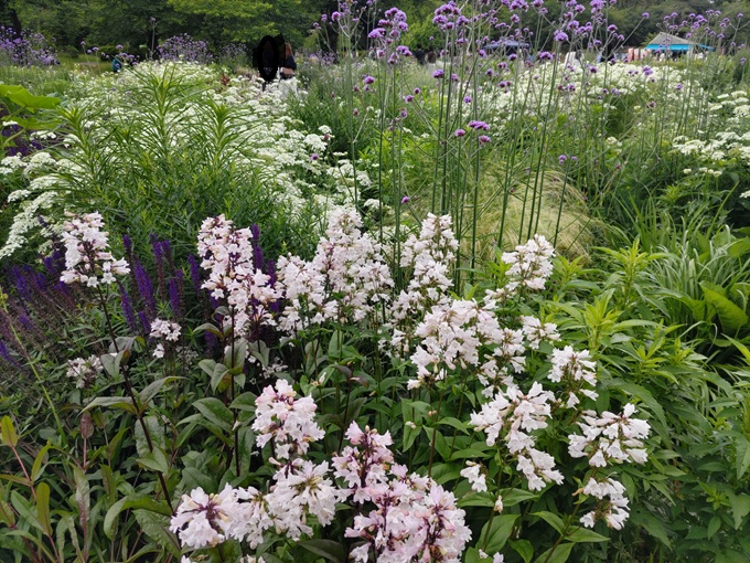 SORA02952234's tweet photo. 休日は調布市の神代植物公園へ。

植物園に入る前に、果実屋珈琲でフルーツサンドやカツサンドなどを週種類買い込んで、緑あふれる植物園の中でランチ。

バラ園は様々な品種があり、華やかさは持続中。
白い花吹雪のような木は、近づいてみるとヤマボウシの白い花が満開。
#神代植物公園 https://t.co/l6EQhRV1YR
